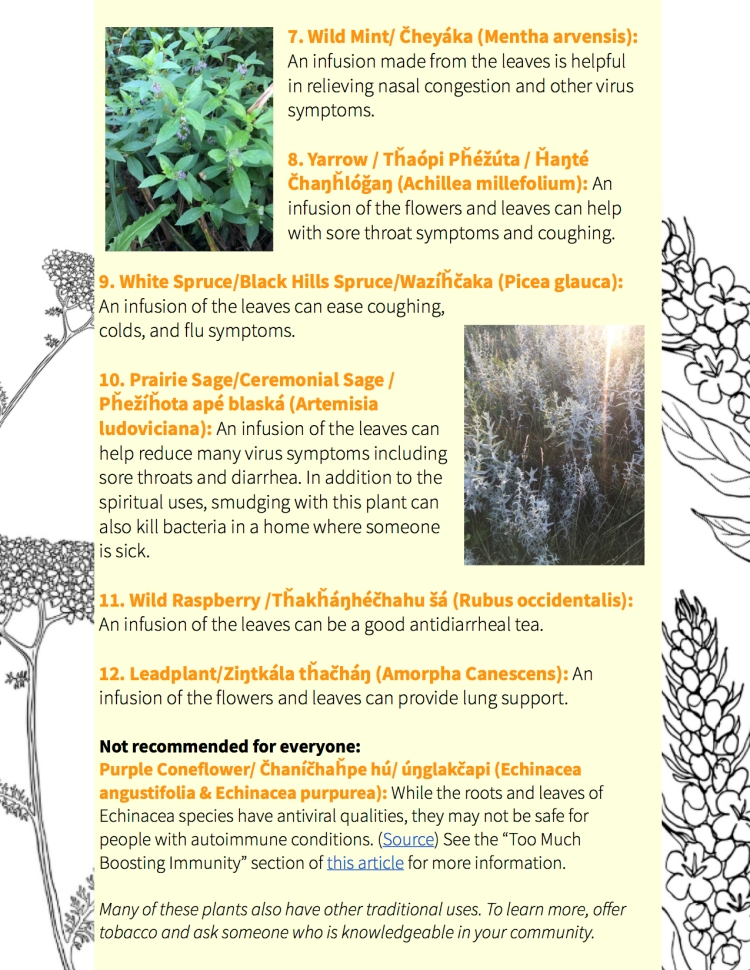 Herbal Resilience Guide p8
